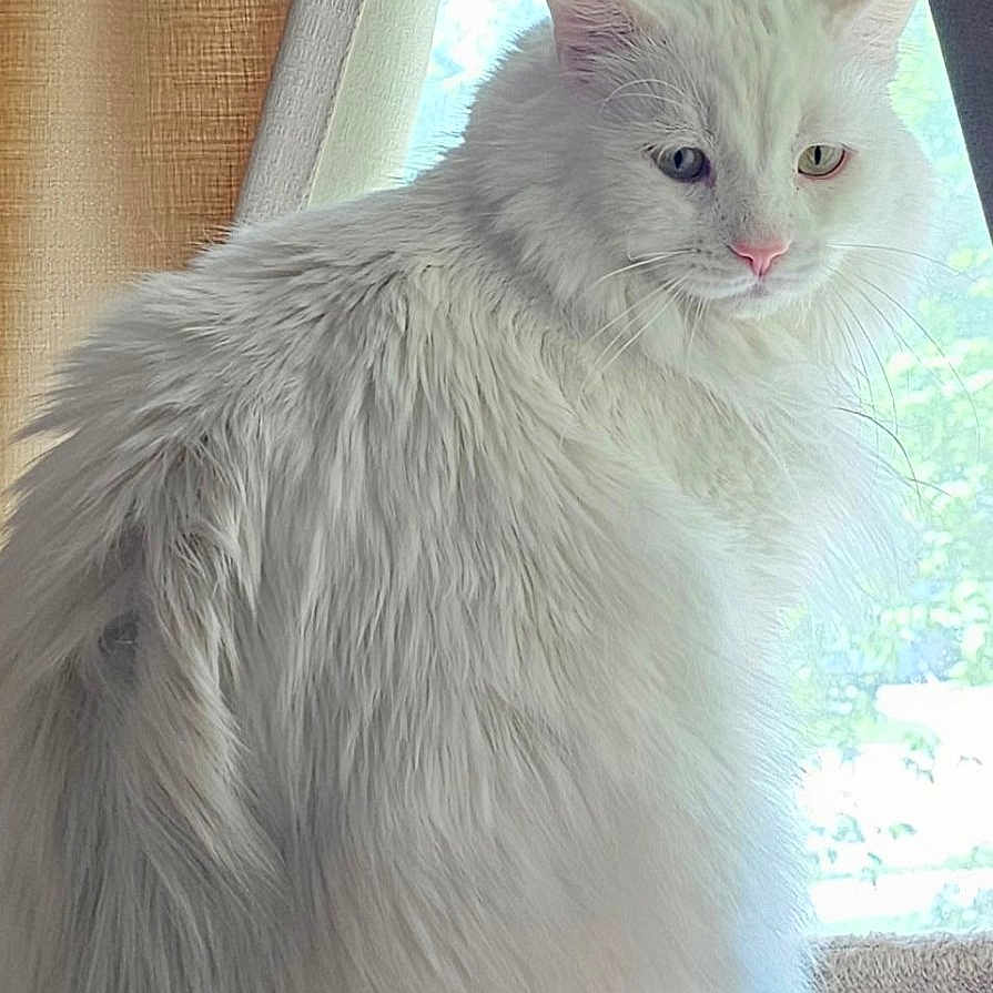 Moe Moe is registered to the contest to win money with this photo: cat, white_cat, fluffy, long_hair, heterochromia, blue_eye, amber_eye, window, curtains, indoor, pet, animal, feline, sitting, natural_light, soft_light, domestic_cat, portrait, looking_away, quiet