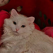 Moe Moe is registered to the contest to win money with this photo: cat, white_cat, fluffy, laundry_basket, red_basket, pink_cloth, indoor, pet, animal, resting, cozy, floral_wallpaper, vintage, relaxed, cute, feline, fur, domestic_cat, looking, closeup