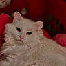 cat, white_cat, fluffy, laundry_basket, red_basket, pink_cloth, indoor, pet, animal, resting, cozy, floral_wallpaper, vintage, relaxed, cute, feline, fur, domestic_cat, looking, closeup