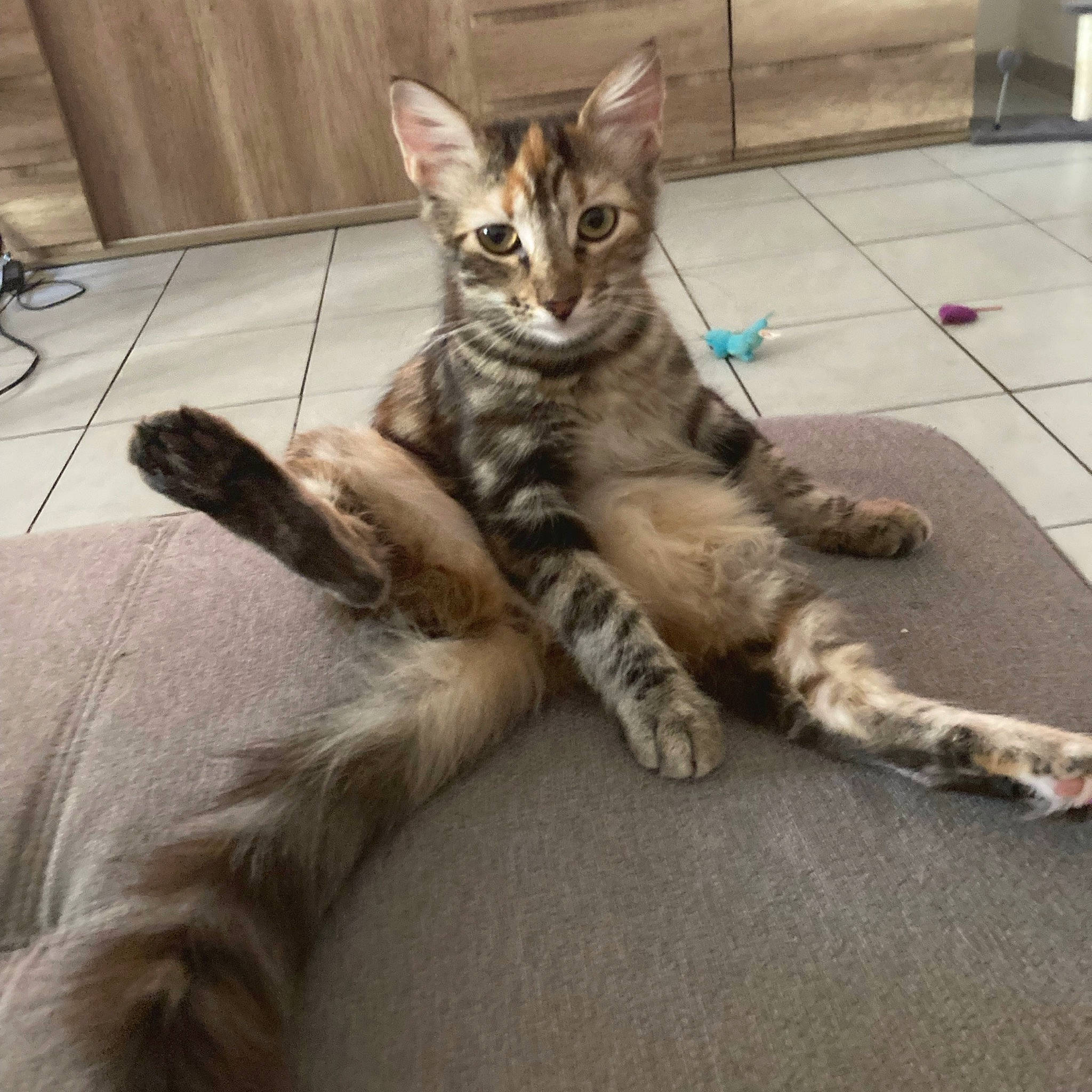 Myrtille a rejoint le concours — aidez-le/la à gagner de superbes lots ! carnivore, cat, claw, comfort, domestic_short_haired_cat, felidae, flooring, foot, fur, human_leg, lap, metal, paw, sitting, small_to_medium_sized_cats, snout, tail, terrestrial_animal, whiskers, wildlife