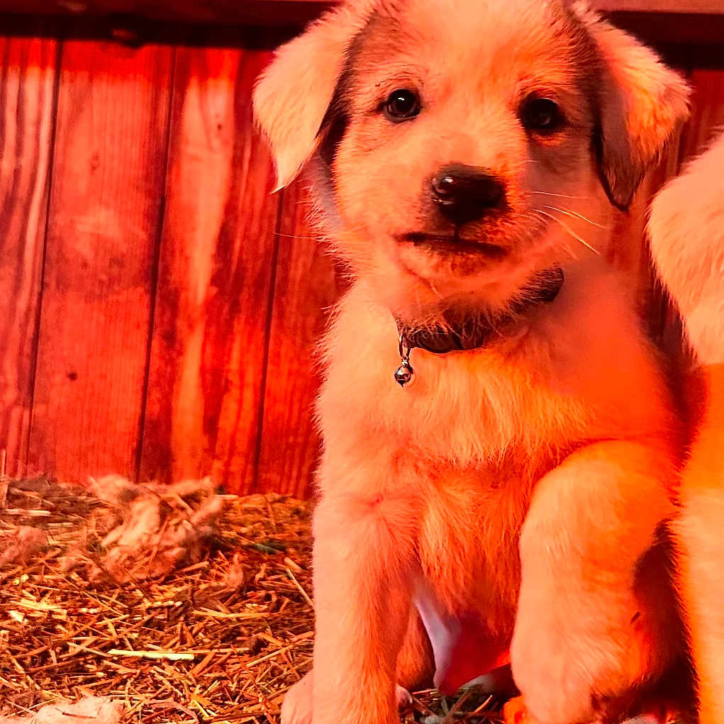 Biscuit