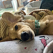 Aries is registered to the contest to win money with this photo: animal, blanket, close_up, collar, cozy, cute, dog, ear, fabric, fur, indoor, knitted, laying, nostril, pet, relaxed, resting, sleeping, snout, soft_light