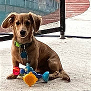 Aries is registered to the contest to win money with this photo: animal, brown_dog, collar, colorful_toys, cute, daylight, dog, ears, floor, ground, leash_tag, looking, outdoor, pet, playful, puppy, sitting, small_dog, toy, young_dog