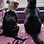 dog, cat, window, blanket, pet, indoor, animal, back_view, star_pattern, curiosity, screen, purple, black_and_white_dog, tabby_cat, tail, quiet, cozy, pets_together, looking_out, fence