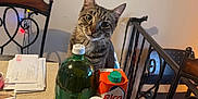 Skippy is registered to the contest to win money with this photo: bag, beverages, bottle, carton, cat, chair, curious, envelope, furniture, ginger_ale, household, indoor, juice, orange_juice, plastic_bottle, string_lights, tabby_cat, table, wall_art, wood_floor