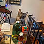 cat, table, bottle, juice, orange_juice, ginger_ale, beverages, chair, string_lights, wall_art, indoor, curious, tabby_cat, wood_floor, envelope, bag, plastic_bottle, carton, furniture, household
