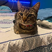 Skippy joined the competition — help win amazing prizes! animal, bed, bedspread, blanket, blue_light, cat, collar, cozy, domestic, ears, feline, furniture, home, indoor, loaf, pet, resting, striped, tabby, whiskers
