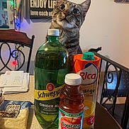 Skippy is registered to the contest to win money with this photo: cat, tabby_cat, beverages, bottle, juice, ginger_ale, orange_juice, apple_juice, table, dining_room, chair, wall_sign, string_lights, home_interior, curious_cat, domestic_cat, pet, indoor, kitchen, furniture