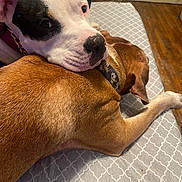 Sky joined the competition — help win amazing prizes! dog, pets, bed, resting, brown_dog, black_and_white_dog, collar, mickey_mouse, indoor, floor, wood_floor, cozy, companionship, animal, cute, closeup, laying, fur, affection, sleepy