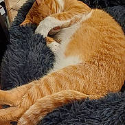 Mira participe au concours pour gagner de l'argent avec cette photo : animal, cat, cozy, cute, domestic_cat, feline, fluffy_bed, fur, home, indoor, napping, orange_cat, paw_covering_face, pet, pet_bed, relaxing, resting, sleeping, white_fur, wooden_floor