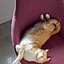 cat, orange_cat, white_cat, sleeping, stretching, chair, purple_chair, indoor, sunlight, furniture, relaxation, pet, whiskers, fur, paw, cozy, content, napping, animal, cute