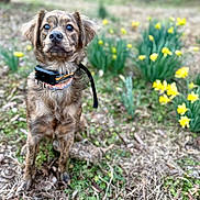 Copper joined the competition — help win amazing prizes! dog, pet, brindle_coat, outdoor, grass, daffodils, flowers, collar, leash, portrait, eyes, nose, sitting, spring, nature, garden, cute, animal, bokeh, ground