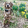 dog, pet, brindle_coat, outdoor, grass, daffodils, flowers, collar, leash, portrait, eyes, nose, sitting, spring, nature, garden, cute, animal, bokeh, ground