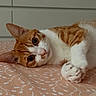 bedspread, cat, closeup, cozy, curious, cute, domestic_animal, ears, eyes, feline, fur, indoor, laying_down, orange_cat, patterned_bedspread, paws, pet, resting, whiskers, white_cat