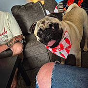 Chase is registered to the contest to win money with this photo: pug, dog, bandana, living_room, couch, person, tattoo, jeans, ripped_jeans, lamp, table, carpet, smiling_dog, pet, indoor, home, cute, animal, happy, casual