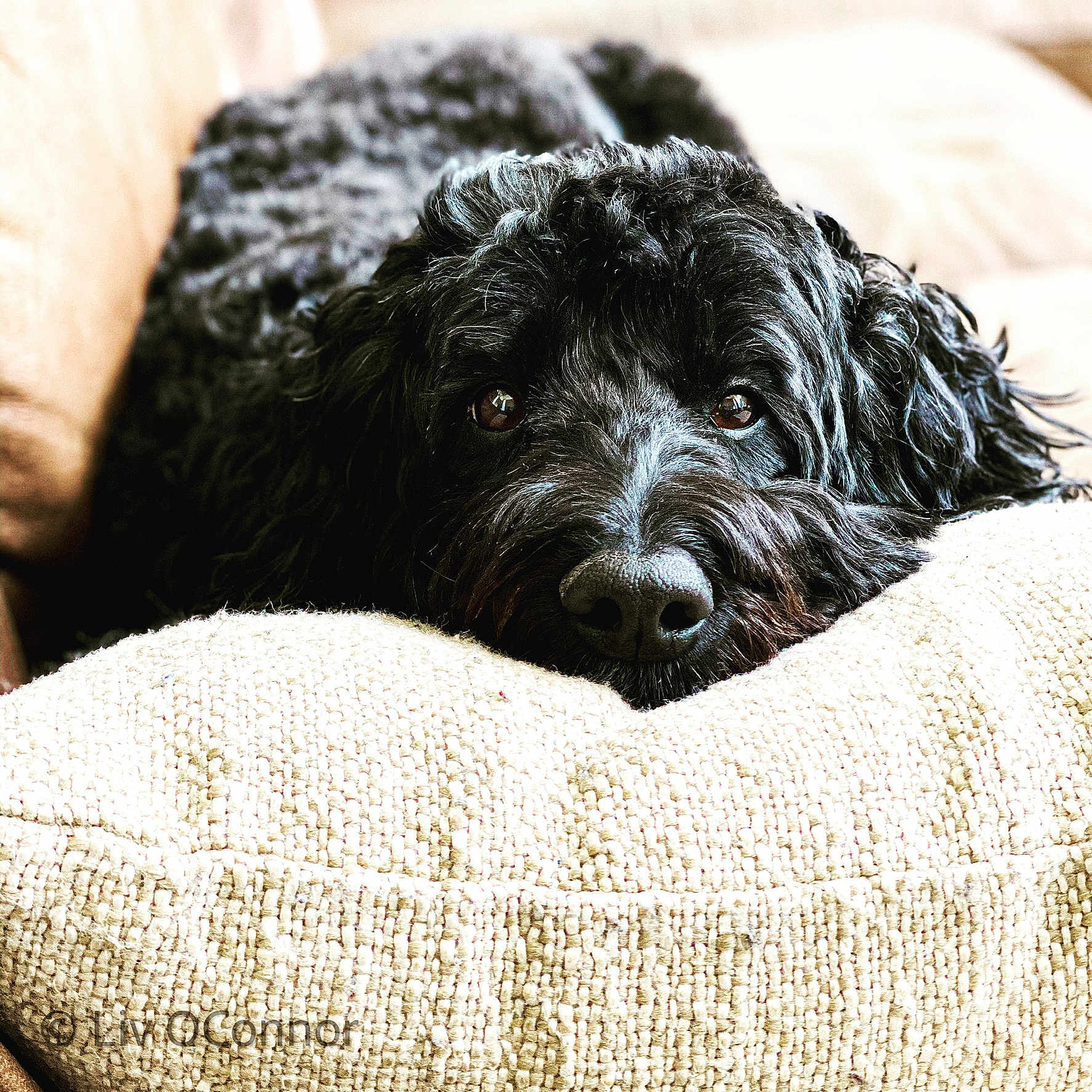 Sadie