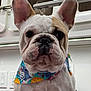 dog, french_bulldog, pet, animal, close_up, portrait, wrinkled_face, big_ears, bandana, collar, short_muzzle, nose, eyes, indoor, grooming_table, cute, domestic_animal, brindle_markings, young_dog, studio_light