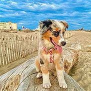 Maya a rejoint le concours — aidez-le/la à gagner de superbes lots ! puppy, dog, beach, sand, log, collar, outdoor, sky, cloudy, nature, pet, animal, cute, happy, tongue_out, fence, dunes, daylight, playful, young_dog
