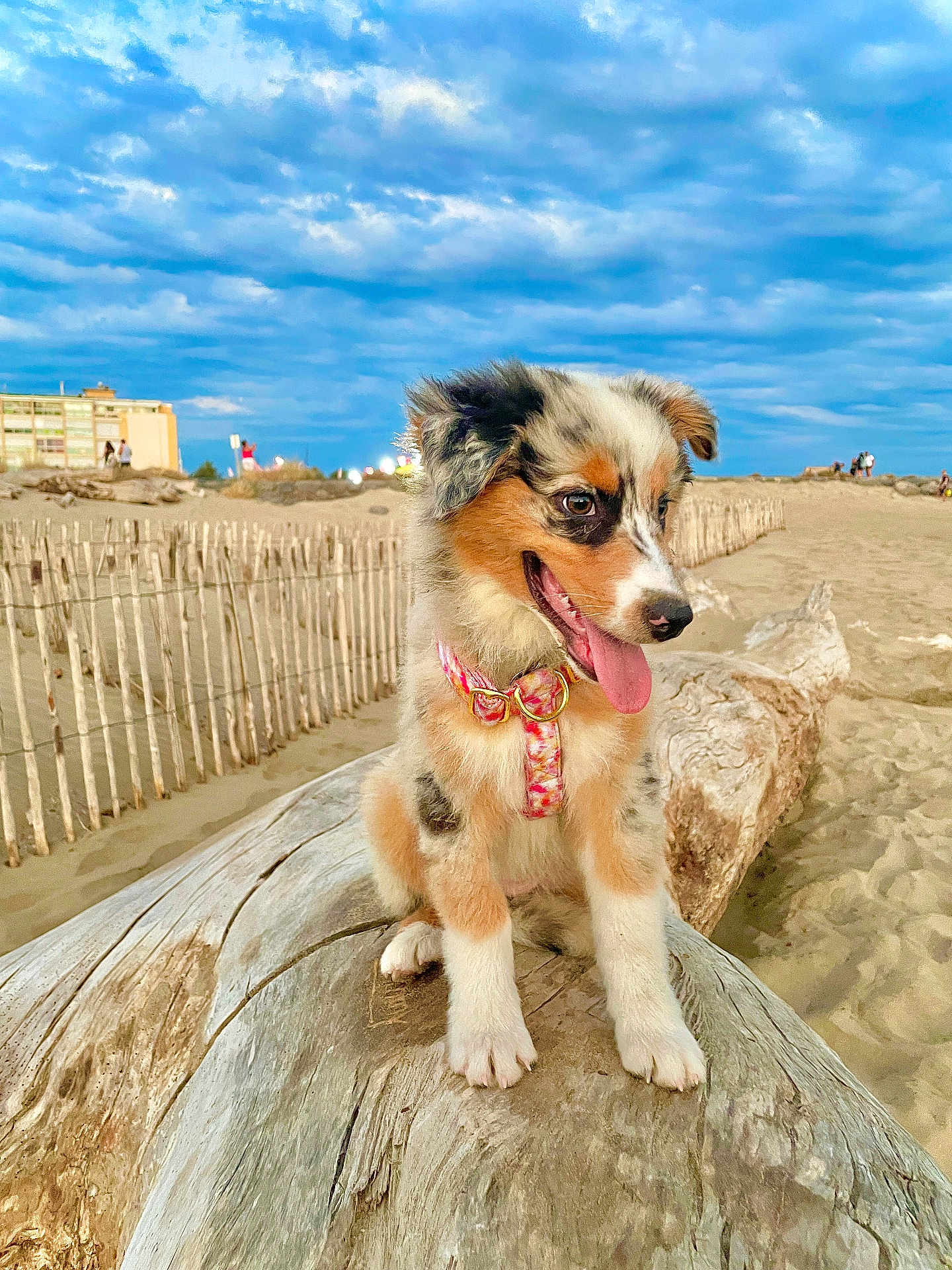Maya
