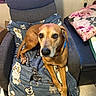 armchair, blanket, brown_dog, canine, couch, cozy, dog, dog_pattern, domestic, floor_tile, floral_pillow, furniture, home, indoor, living_room, looking_at_camera, pet, pillow, relaxed, wall_outlet