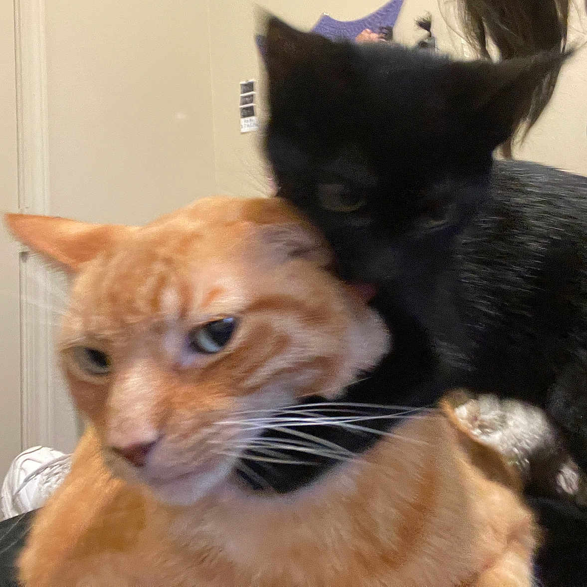 Kiki And Dio joined the competition — help win amazing prizes! abyssinian, animal, bag, blackcat, cat, closet, cupboard, face, hardwood, head, kitten, manx, person, pet, plastic, plasticbag, plywood, shelf, siamese, wood