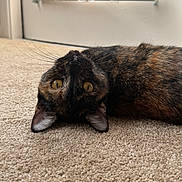 Emily is registered to the contest to win money with this photo: blinds, carpet, cat, close_up, curious, domestic_animal, ears, eyes, feline, fur, home, indoor, lying_down, pet, relaxed, soft_light, tortoiseshell, upside_down, whiskers, window