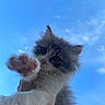 Biscuit participe au concours pour gagner de l'argent avec cette photo : animal, blue_sky, cat, close_up, curious, cute, daylight, feline, fluffy, fur, hand, kitten, outdoor, paw, pet, playful, sky, soft, whiskers, young_animal