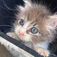 Biscuit a rejoint le concours — aidez-le/la à gagner de superbes lots ! kitten, cat, close_up, blue_eyes, fluffy, fur, whiskers, claws, soft_fabric, basket, pet, cute, animal, curious, indoor, young, small, feline, portrait, tousled_fur