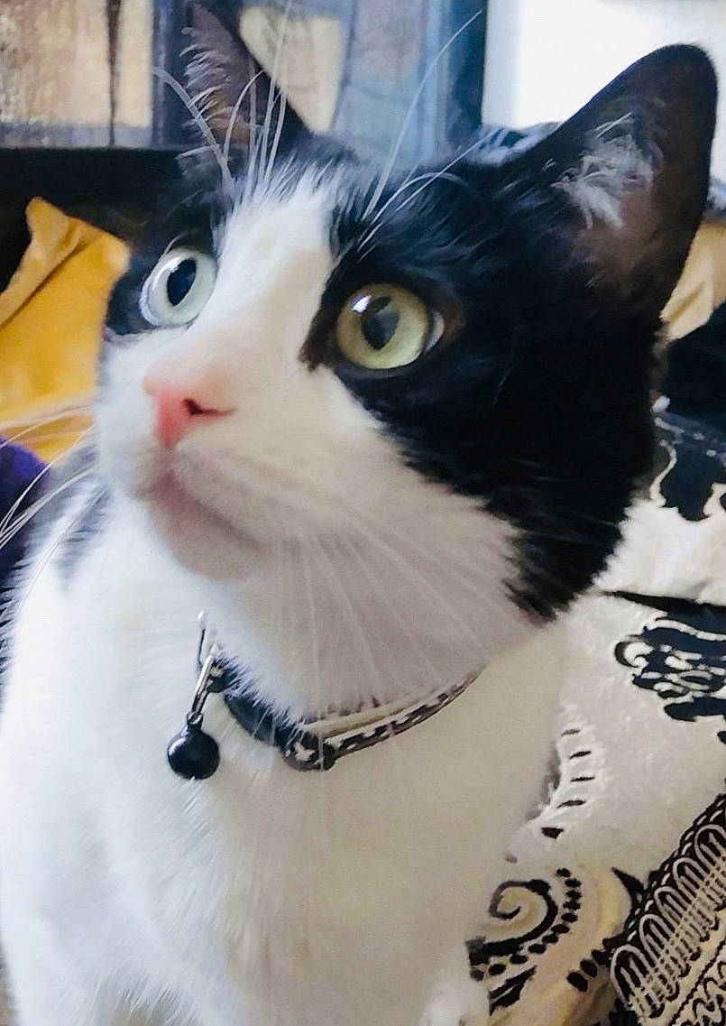 Aladin participe au concours pour gagner de l'argent avec cette photo : aegean_cat, american_wirehair, asian, black_and_white, carnivore, cat, domestic_short_haired_cat, ear, european_shorthair, eye, felidae, japanese_bobtail, kitten, mammal, small_to_medium_sized_cats, snout, whiskers