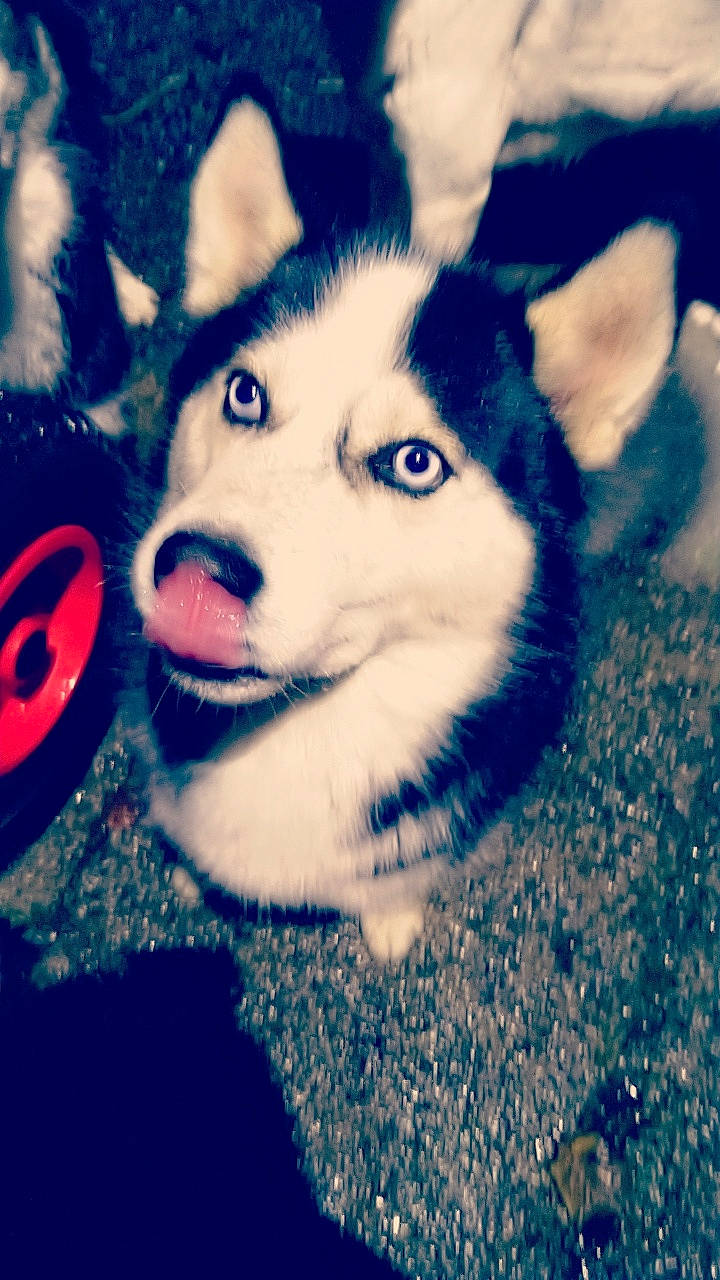 Leyko participe au concours pour gagner de l'argent avec cette photo : alaskan_klee_kai, alaskan_malamute, canadian_eskimo_dog, carnivoran, dog, dog_breed, dog_breed_group, dog_like_mammal, mammal, miniature_siberian_husky, native_american_indian_dog, northern_inuit_dog, person, puppy, sakhalin_husky, seppala_siberian_sleddog, siberian_husky, sled_dog, snout, vertebrate