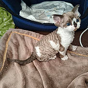 Bloomy Du Caramy a rejoint le concours — aidez-le/la à gagner de superbes lots ! kitten, cat, blue_eyes, curly_fur, brown_blanket, pet_bed, indoor, cute, small_animal, fur, animal, domestic_cat, resting, young, fluffy, whiskers, ears, tail, cozy, soft