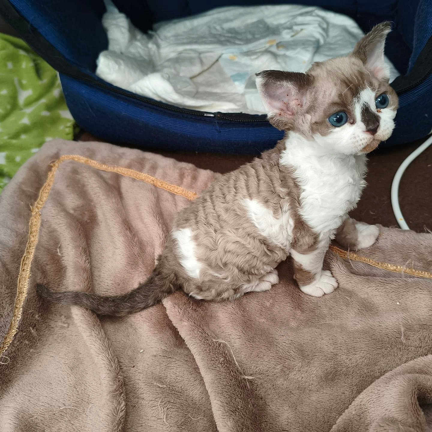 Bloomy Du Caramy a rejoint le concours — aidez-le/la à gagner de superbes lots ! kitten, cat, blue_eyes, curly_fur, brown_blanket, pet_bed, indoor, cute, small_animal, fur, animal, domestic_cat, resting, young, fluffy, whiskers, ears, tail, cozy, soft