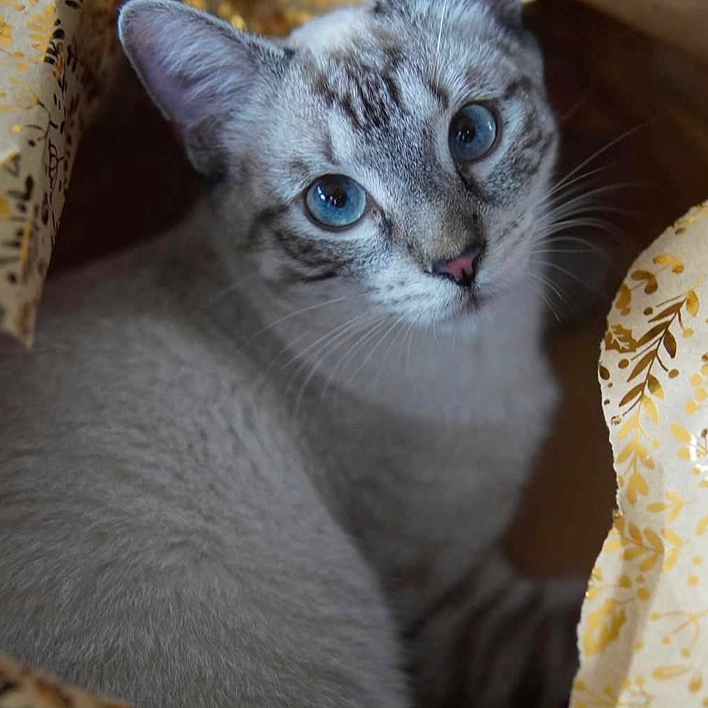 Tatsu participe au concours pour gagner de l'argent avec cette photo : animal, blue_eyes, cat, close_up, cozy, curious, cute, ears, face, feline, fur, golden_pattern, indoor, looking, mammal, nose, pet, soft_fur, whiskers, wrapping_paper