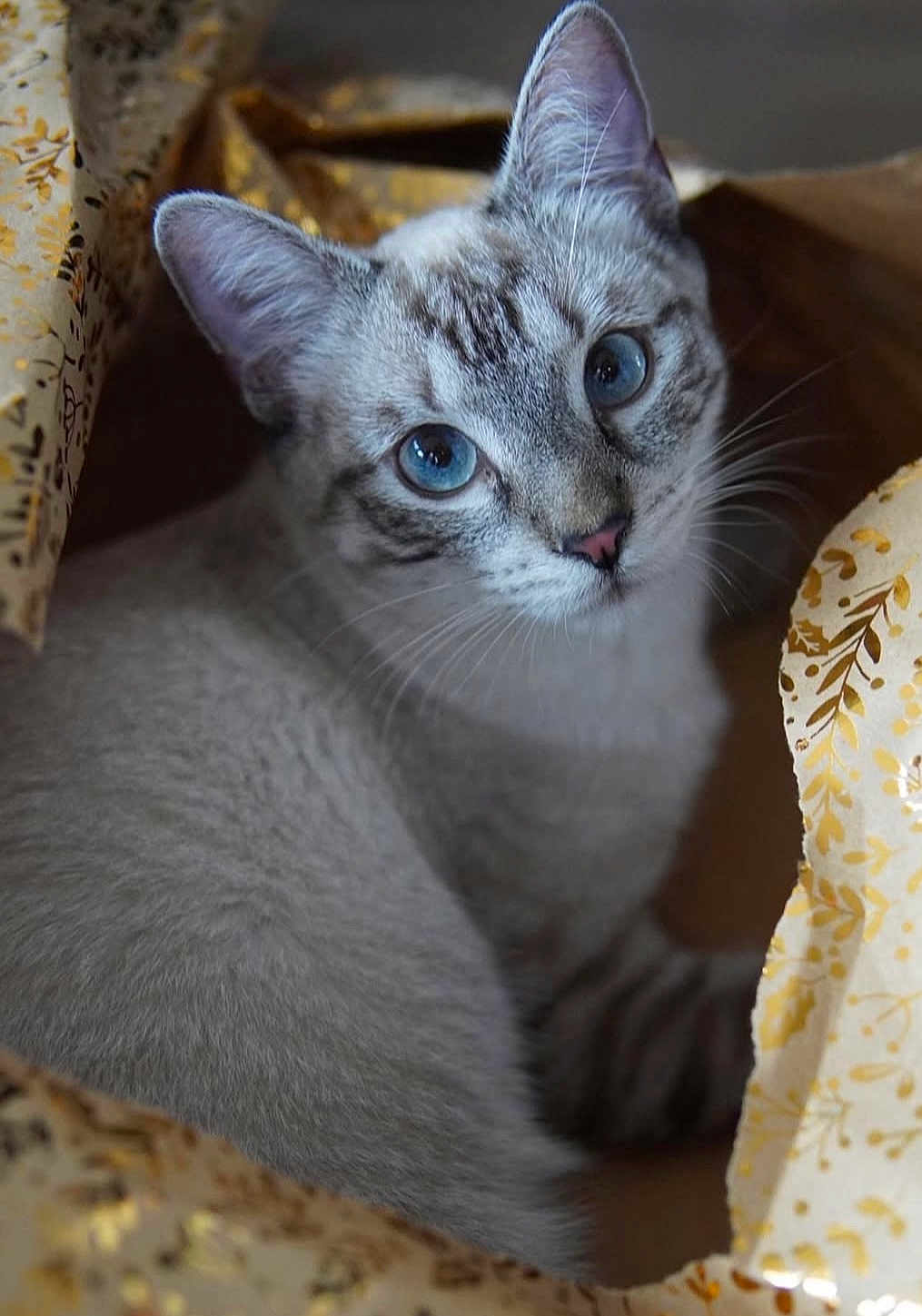 Tatsu participe au concours pour gagner de l'argent avec cette photo : cat, blue_eyes, fur, whiskers, ears, nose, curious, wrapping_paper, golden_pattern, close_up, pet, animal, indoor, cute, feline, soft_fur, looking, face, mammal, cozy