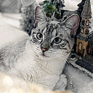 Tatsu a rejoint le concours — aidez-le/la à gagner de superbes lots ! cat, animal, pet, blue_eyes, fur, whiskers, closeup, indoor, decorations, holiday, christmas, miniature, tree, snow, cozy, cute, mammal, portrait, relaxed, winter