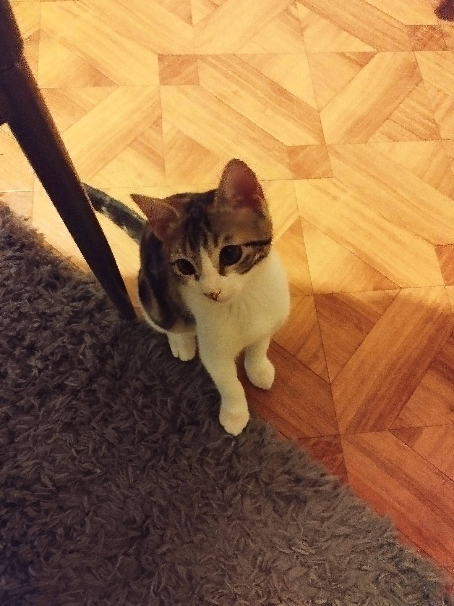 Nala participe au concours pour gagner de l'argent avec cette photo : carnivore, cat, cloud, domestic_short_haired_cat, fawn, felidae, floor, flooring, hardwood, human_leg, paw, plant, sky, small_to_medium_sized_cats, snout, tail, tints_and_shades, tree, whiskers, wood