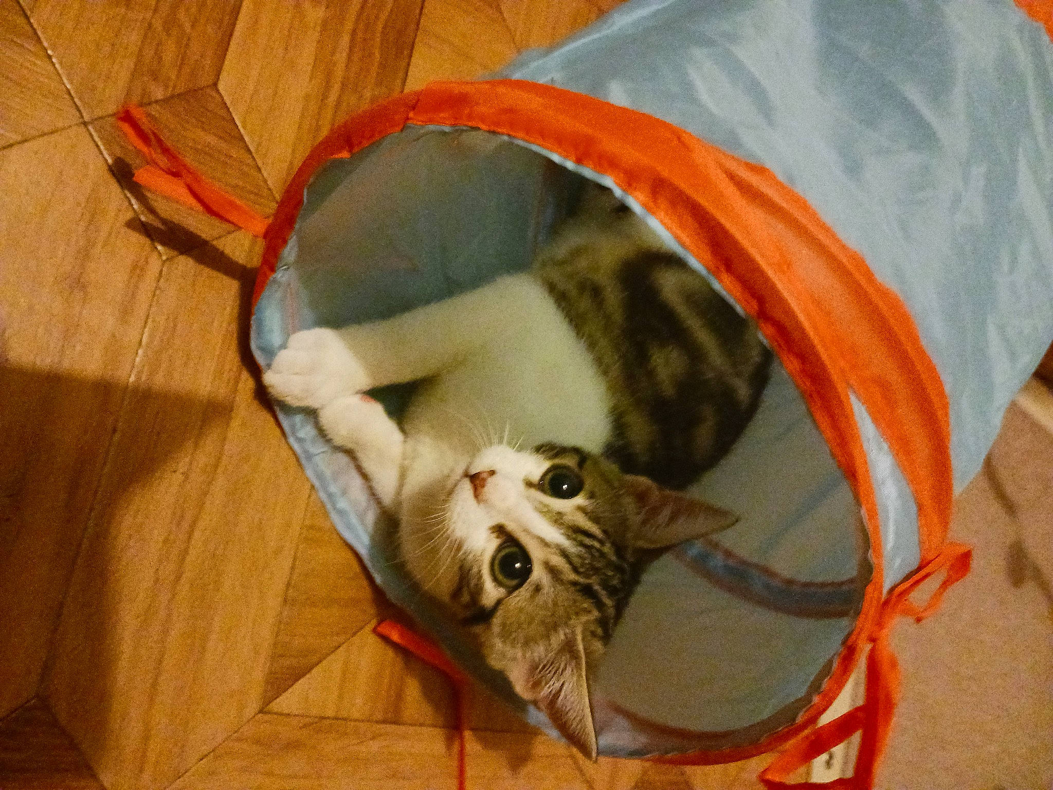 Nala a rejoint le concours — aidez-le/la à gagner de superbes lots ! bag, basket, carnivore, cat, cat_bed, cat_supply, comfort, domestic_short_haired_cat, fawn, felidae, flooring, fur, hardwood, linens, luggage_and_bags, pet_supply, small_to_medium_sized_cats, tail, whiskers, wood