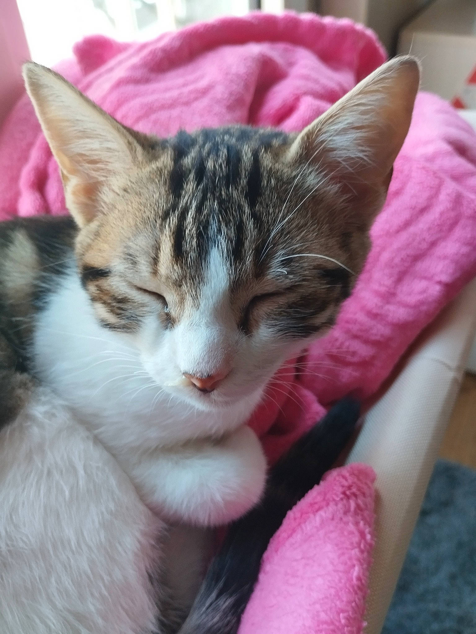 Nala a rejoint le concours — aidez-le/la à gagner de superbes lots ! carnivore, cat, claw, comfort, domestic_short_haired_cat, felidae, fur, grass, magenta, paw, pink, plant, small_to_medium_sized_cats, snout, whiskers, window