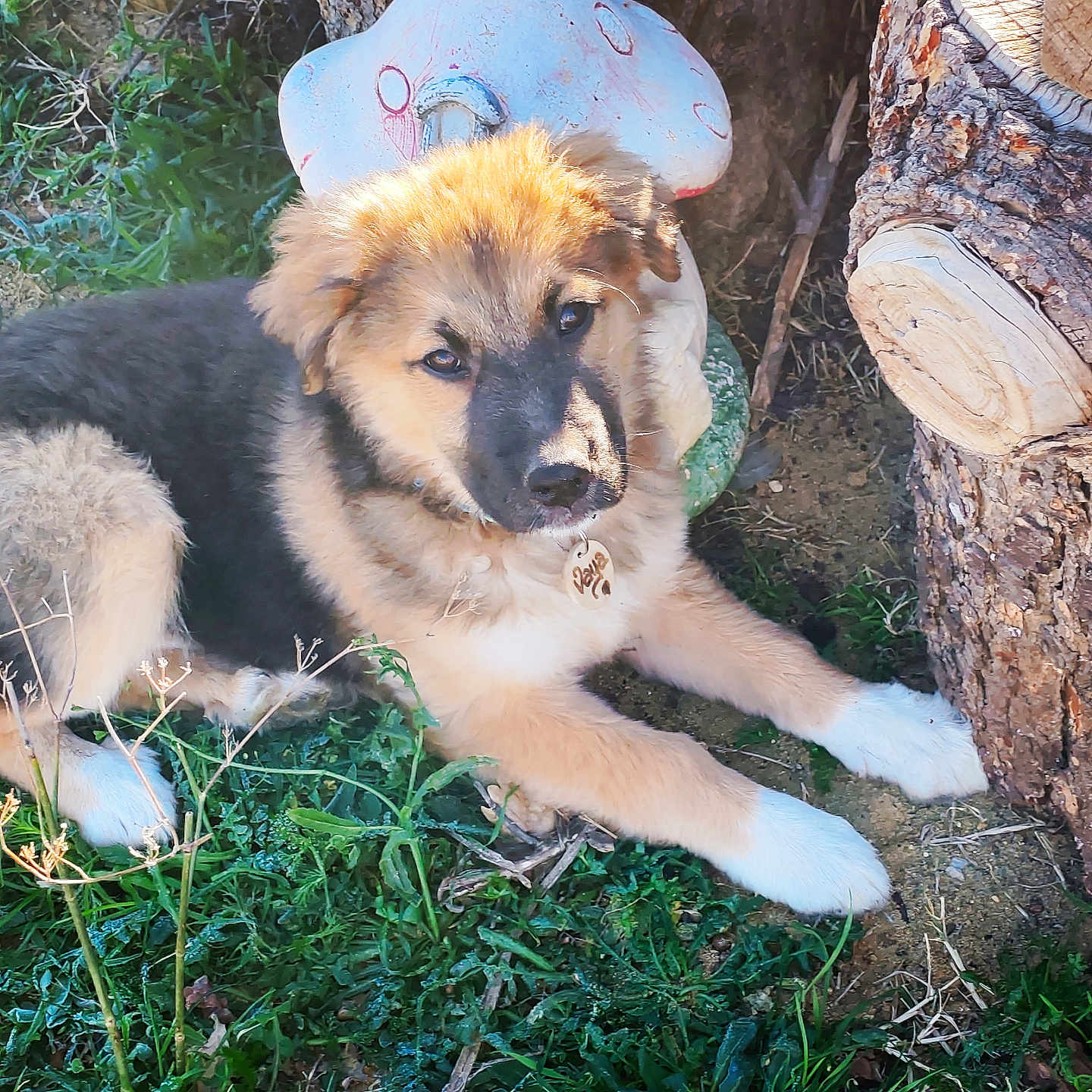 Vaya a rejoint le concours — aidez-le/la à gagner de superbes lots ! alloywheel, animal, canine, car, chow, collie, dog, germanshepherd, goldenretriever, grass, husky, lumber, pet, plant, puppy, soil, tree, treestump, treetrunk, wood