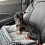 Anubis is registered to the contest to win money with this photo: dog, pet_bed, car_seat, black_dog, tan_markings, seatbelt, leather_seat, curious, ears, collar, tag, indoor, vehicle, window, resting, small_dog, patterned_bed, sitting, side_view, closeup