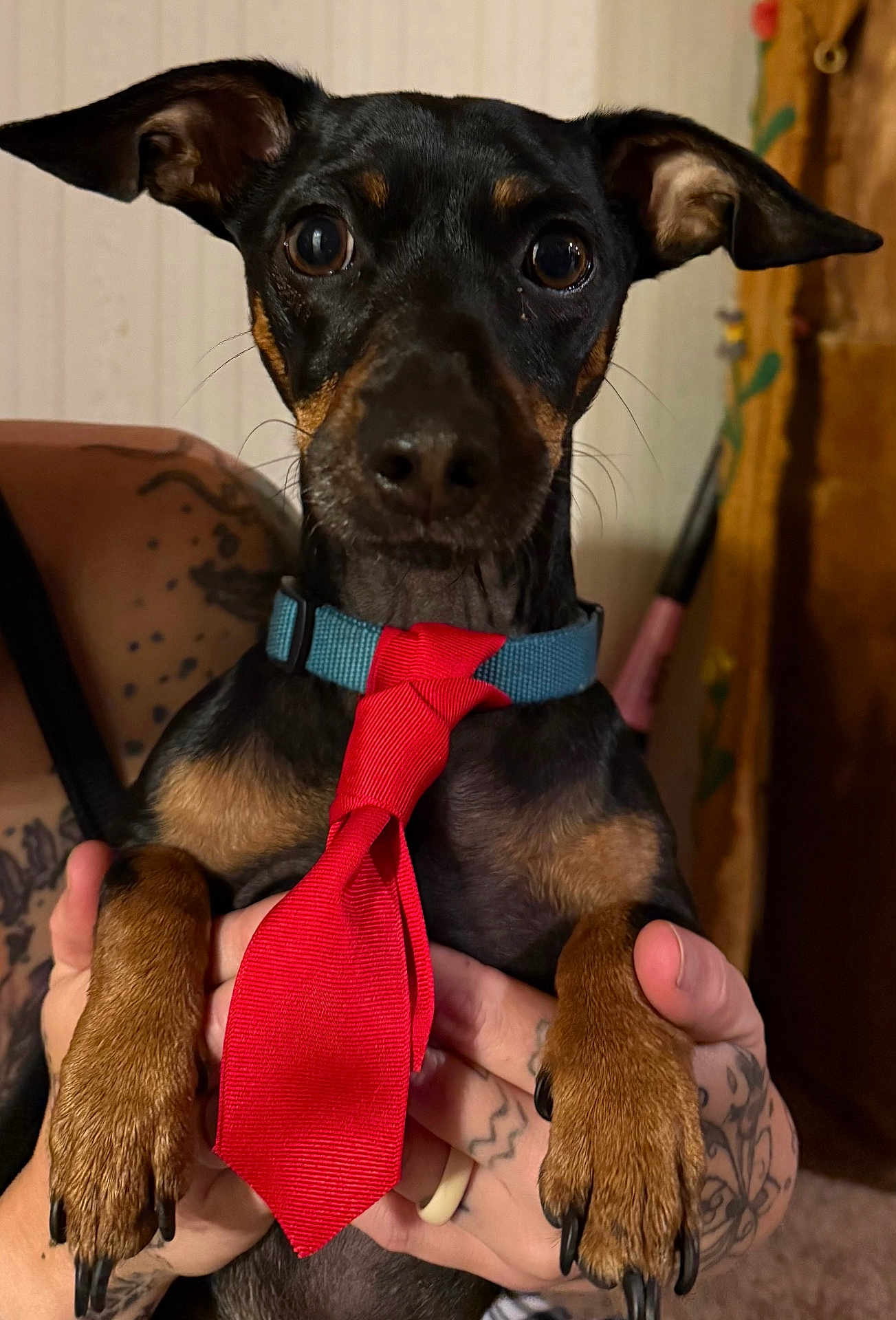 Anubis is registered to the contest to win money with this photo: dog, pet, tie, red_tie, black_and_tan, small_dog, tattooed_hands, indoor, portrait, closeup, animal, cute, eyes, ears, collar, paws, holding, person, furniture, carpet