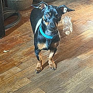 Anubis joined the competition — help win amazing prizes! dog, black_dog, blue_collar, wooden_floor, indoor, pet, animal, ears, looking, curious, flooring, plastic_bottle, container, brown, tan, fur, standing, domestic, house, canine