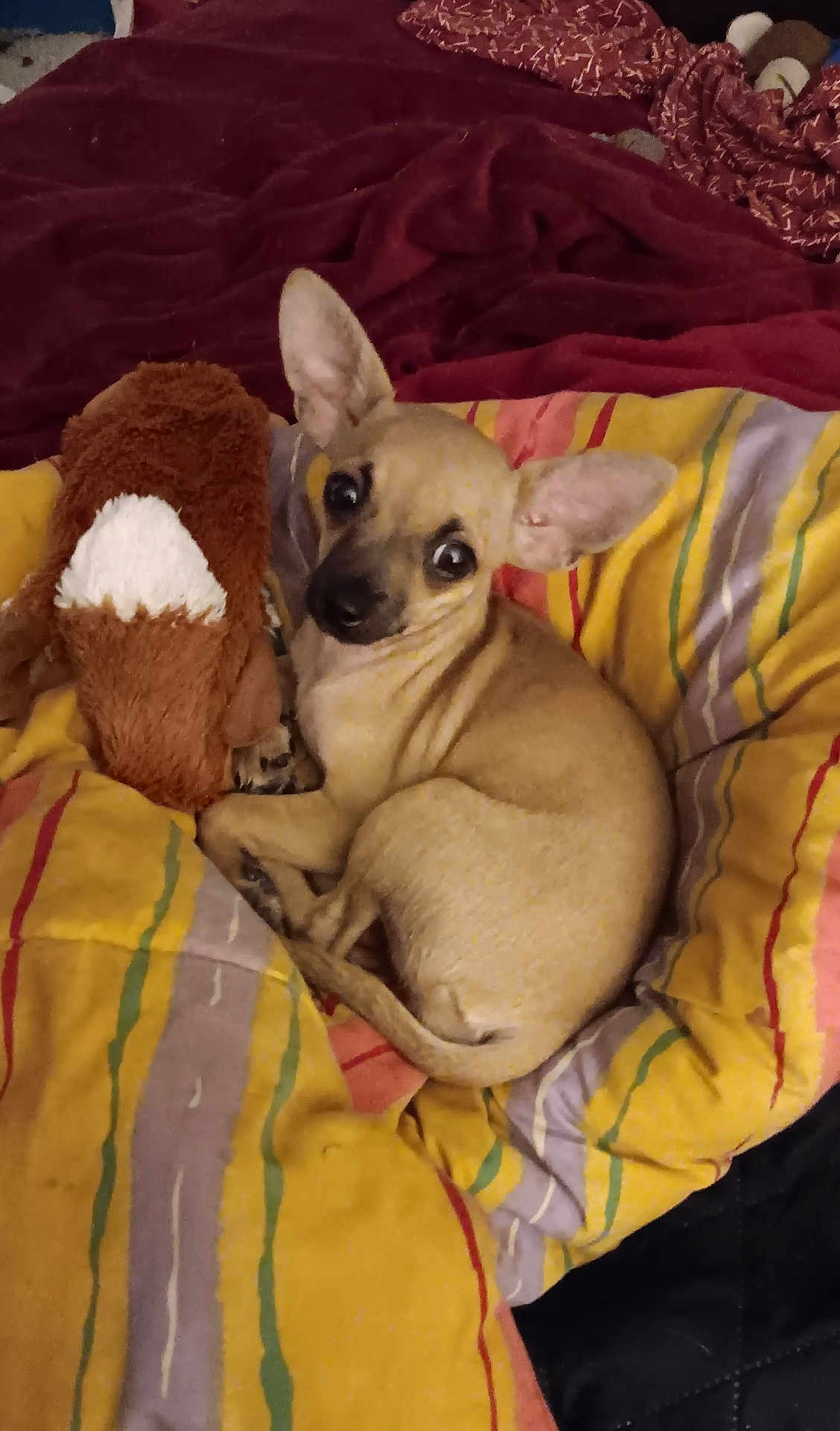 Tara participe au concours pour gagner de l'argent avec cette photo : dog, small_dog, tan_dog, plush_toy, blanket, striped_blanket, curled_up, pet, indoor, cozy, ears, fur, cute, looking_up, bed, soft, animal, resting, companion, home