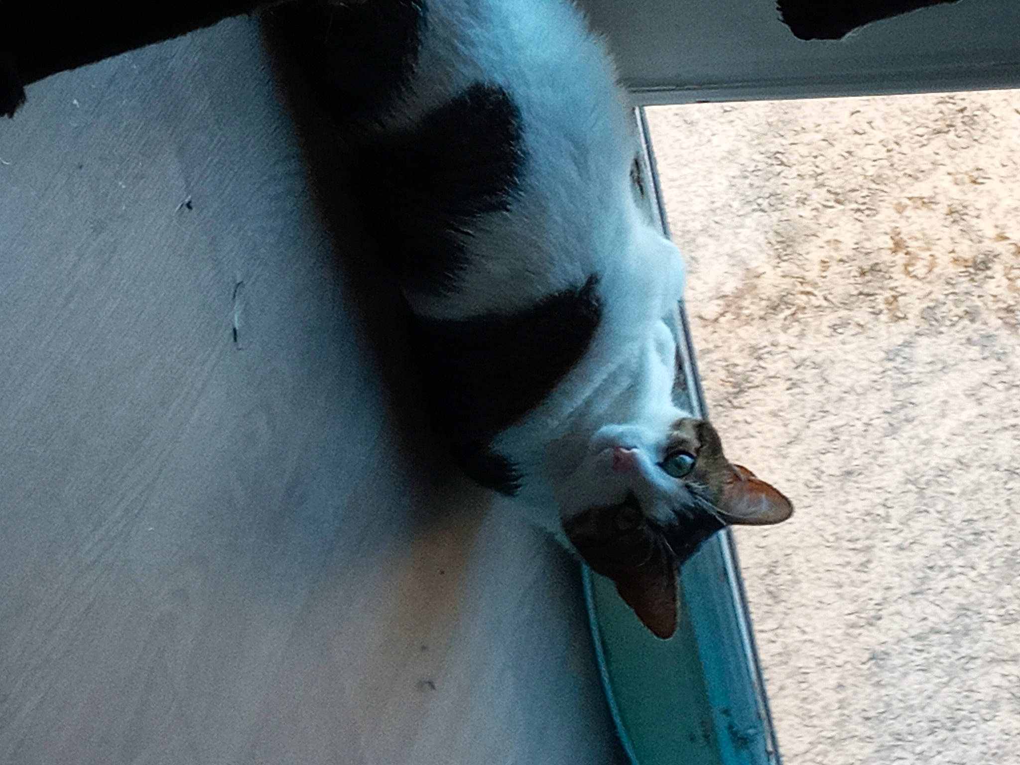 Lila participe au concours pour gagner de l'argent avec cette photo : canidae, carnivore, collar, dog, dog_breed, fur, hood, horse, shadow, snout, sporting_group, tail, tints_and_shades, vertebrate, whiskers, window, windshield, winter, wood, working_animal