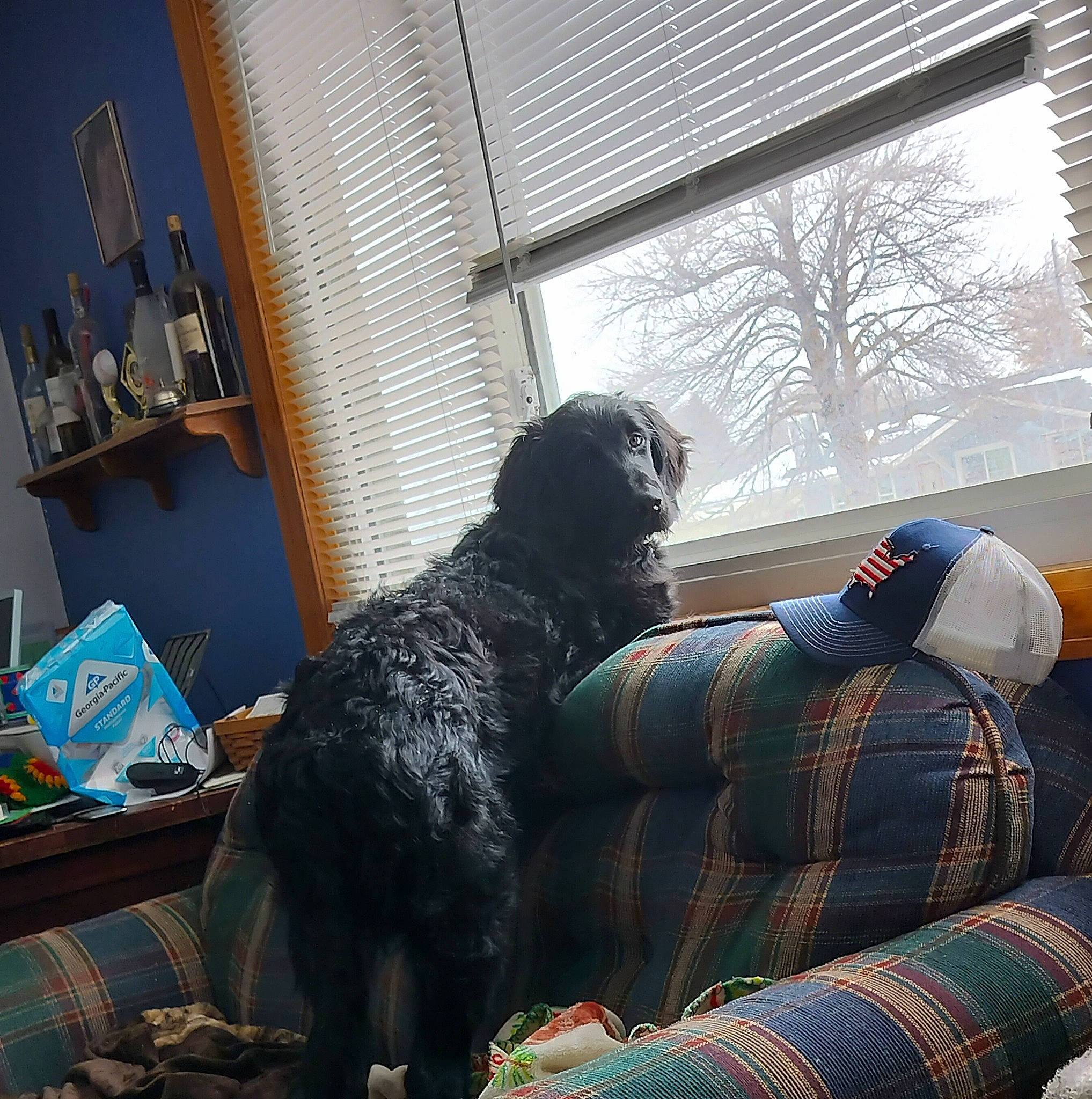 Toto is registered to the contest to win money with this photo: carnivore, comfort, companion_dog, couch, dog, dog_breed, fur, interior_design, metal, pattern, picture_frame, plaid, room, sitting, sporting_group, studio_couch, tail, toy, window, window_blind