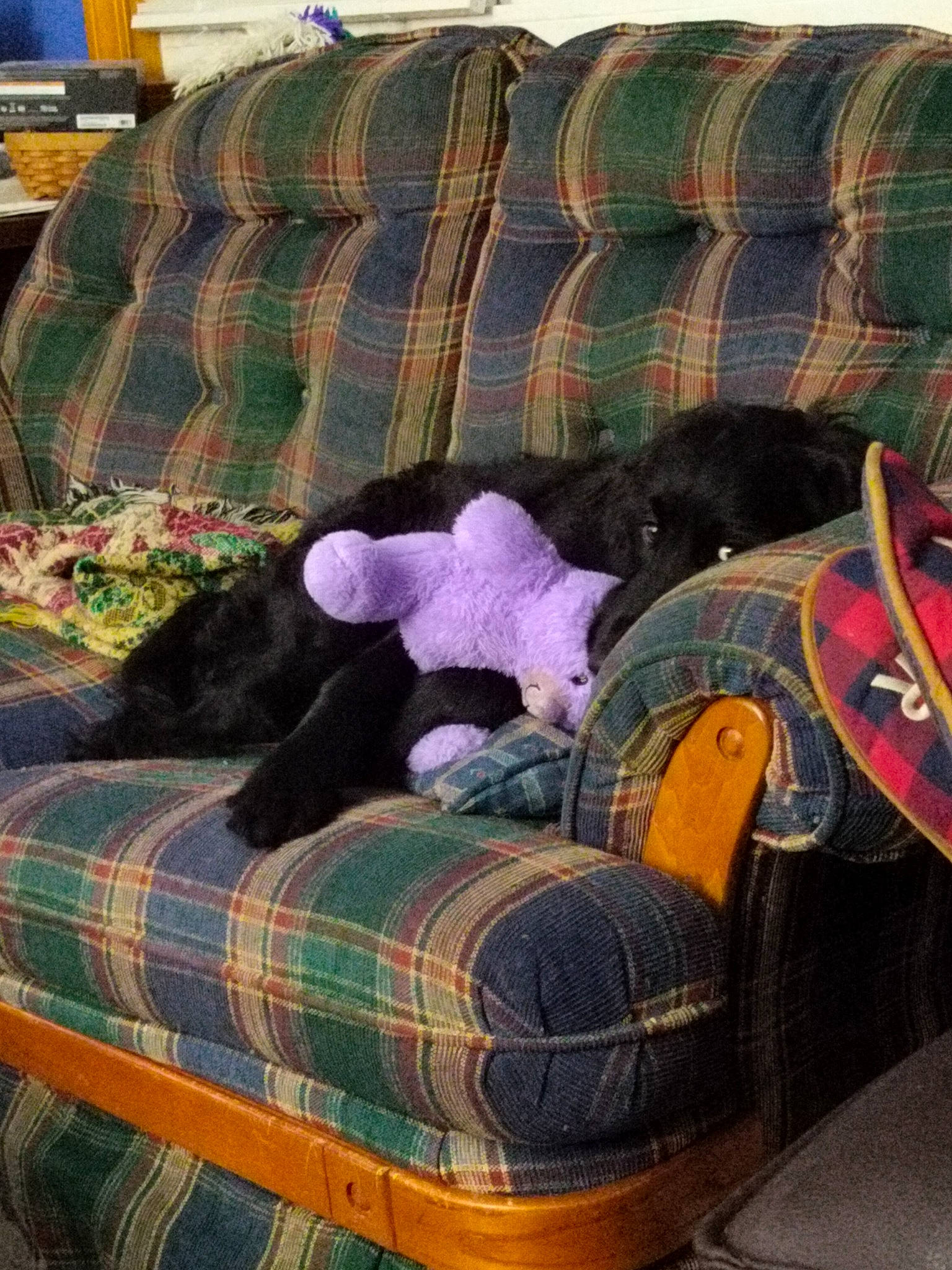 Toto joined the competition — help win amazing prizes! bag, bedding, carnivore, comfort, companion_dog, couch, felidae, fur, linens, pattern, plaid, purple, room, small_to_medium_sized_cats, studio_couch, tartan, textile, wood, wool, woolen