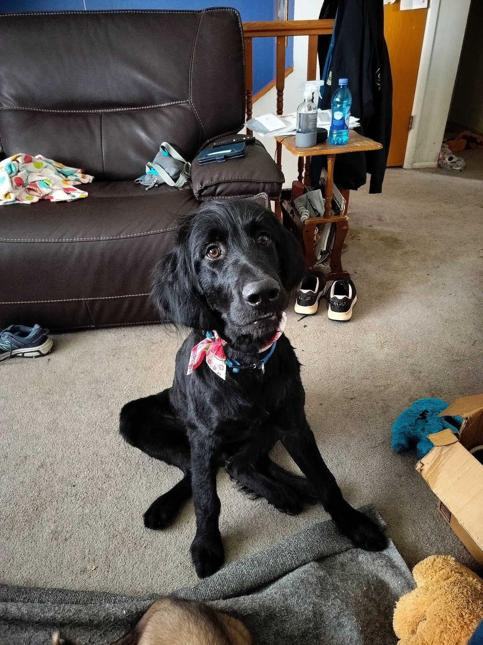 Toto joined the competition — help win amazing prizes! black, canidae, carnivore, collar, comfort, companion_dog, couch, dog, dog_breed, flooring, fur, furniture, guard_dog, living_room, pillow, room, sporting_group, studio_couch, tail, working_animal