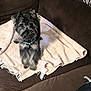 dog, small_dog, pet, fur, towel, couch, brown_couch, indoor, domestic, animal, cute, fluffy, collar, looking_up, sitting, cozy, home, relaxed, furniture, companion