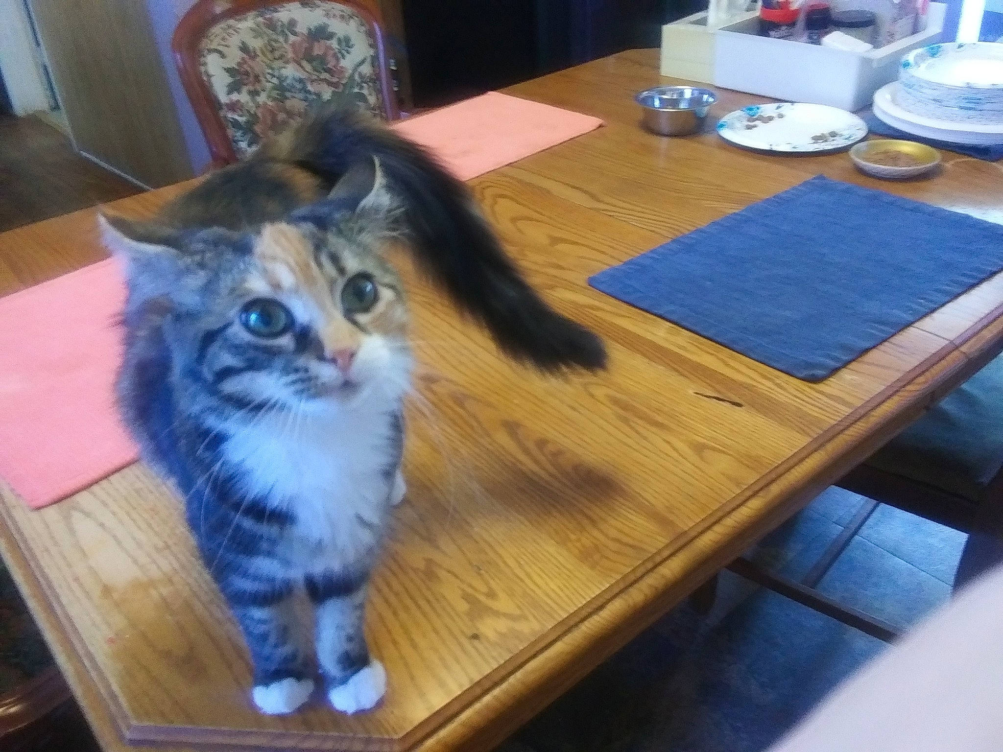 Cami is registered to the contest to win money with this photo: american_curl, american_shorthair, asian, carnivore, cat, cymric, domestic_long_haired_cat, domestic_short_haired_cat, european_shorthair, felidae, fur, hardwood, kitten, mammal, polydactyl_cat, ragamuffin, small_to_medium_sized_cats, table, whiskers, wood