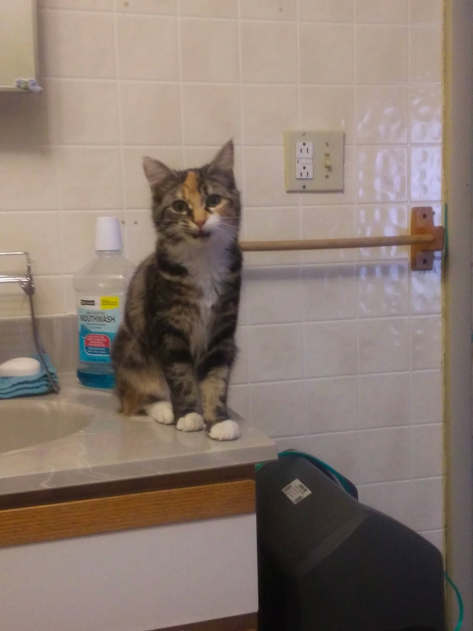 Cami joined the competition — help win amazing prizes! american_shorthair, carnivore, cat, domestic_short_haired_cat, european_shorthair, felidae, kitten, kurilian_bobtail, maine_coon, norwegian_forest_cat, polydactyl_cat, room, small_to_medium_sized_cats, tabby_cat, whiskers